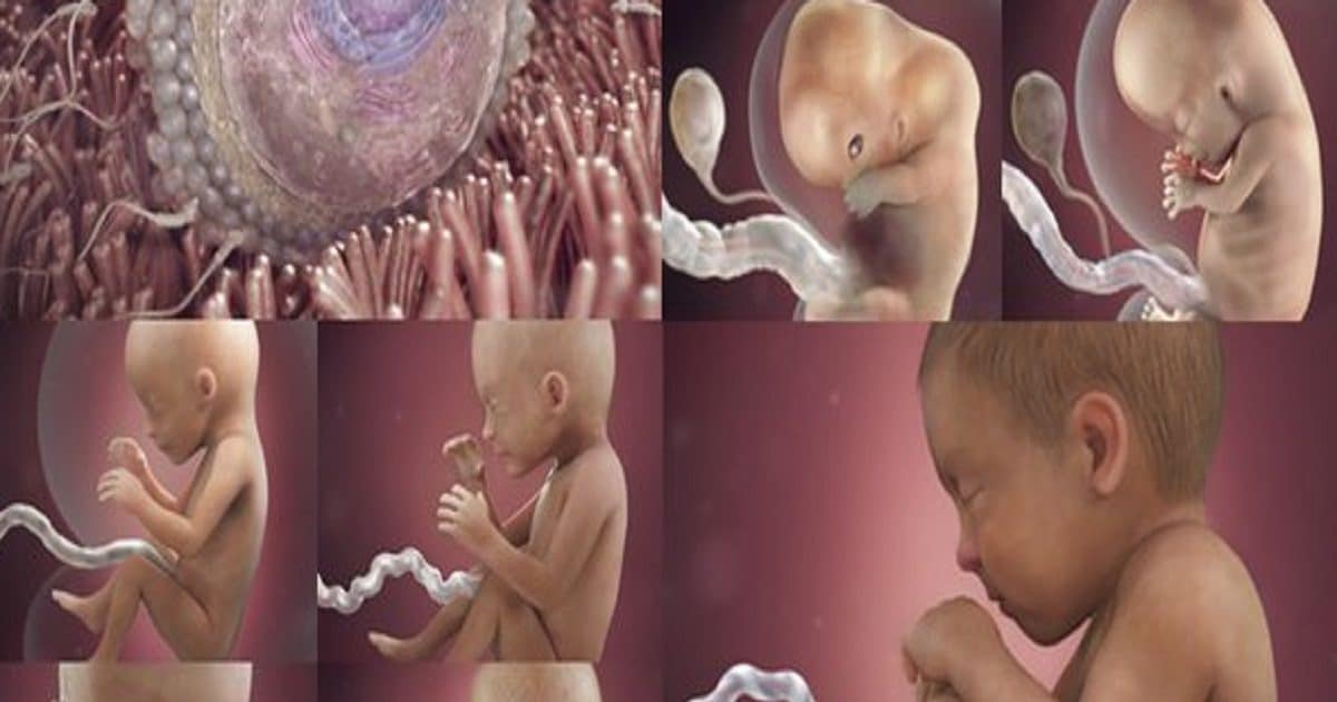 Девятая неделя беременности: как меняется организм и развивается малыш