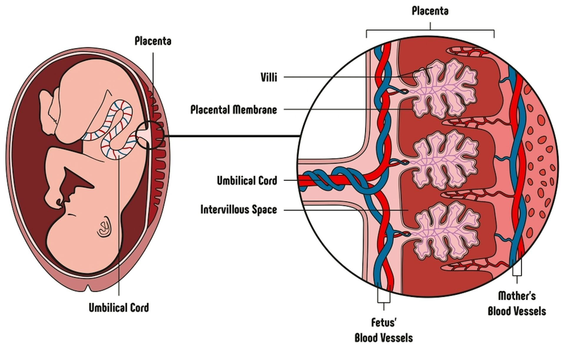 Пуповина строение. Система мать-плацента-плод. Строение зародыша и плаценты.
