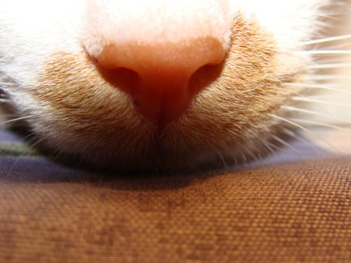 Почему кошка сопит носом когда дышит. Кошка сопит носом