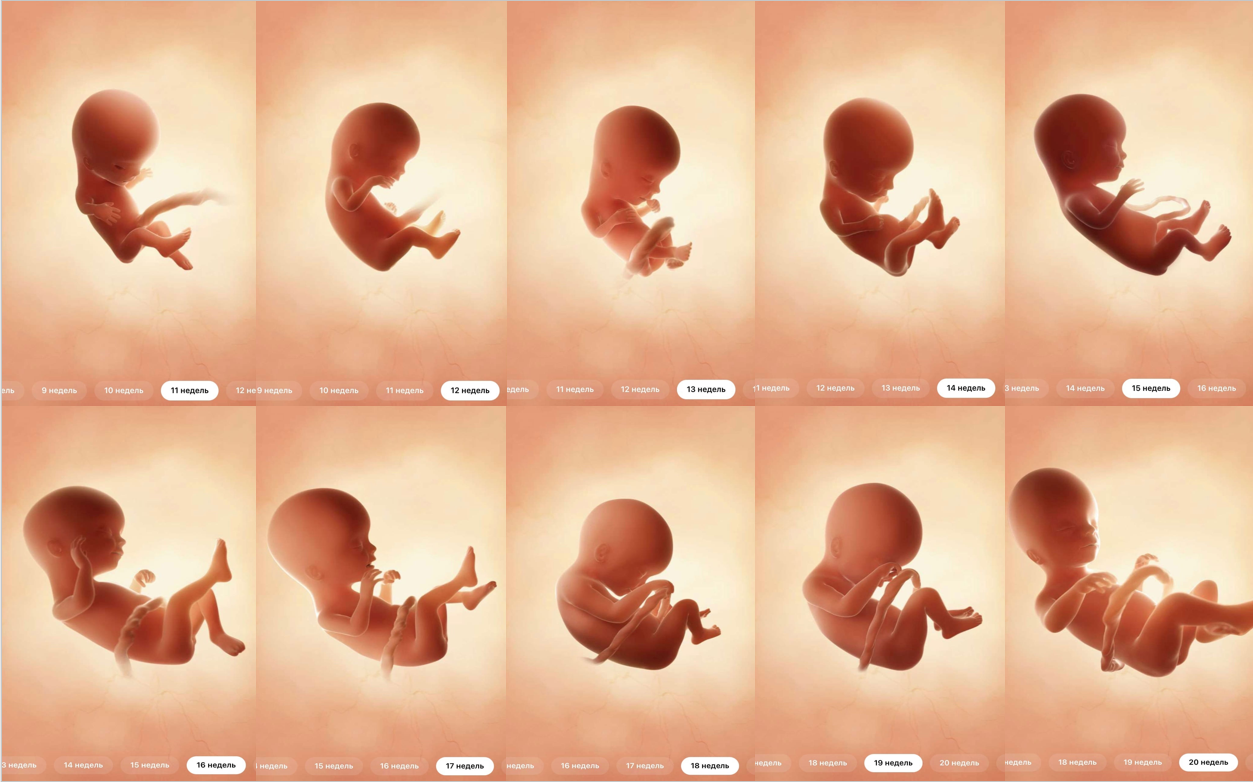 Девятая неделя беременности: как меняется организм и развивается малыш