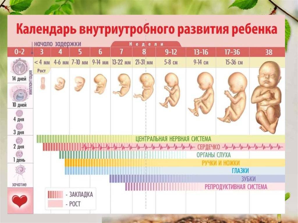 Как происходит развитие девочек по месяцам: Секреты гармоничного роста