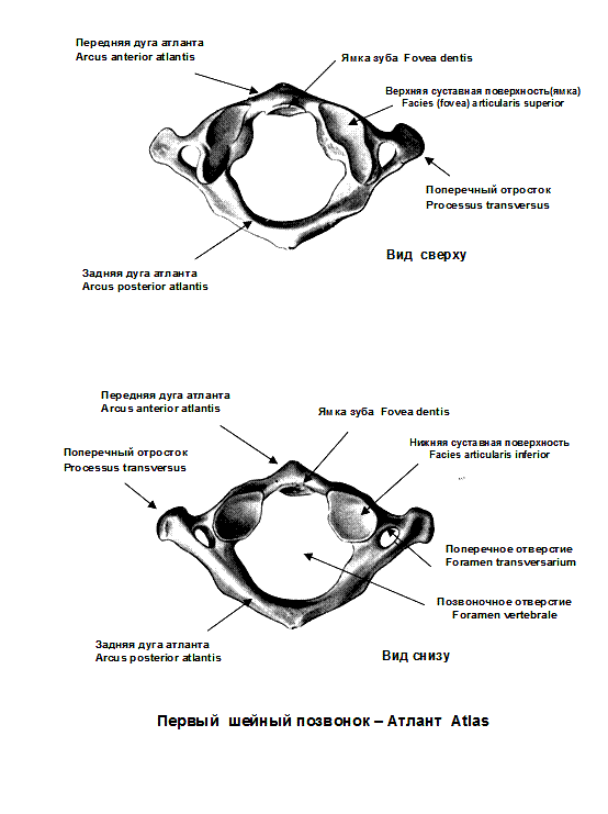 Передний латынь. Строение 1 шейного позвонка Атланта. Первый шейный позвонок Атлант строение. Строение шейного позвонка Атланта. Первый шейный позвонок Атлант вид снизу.