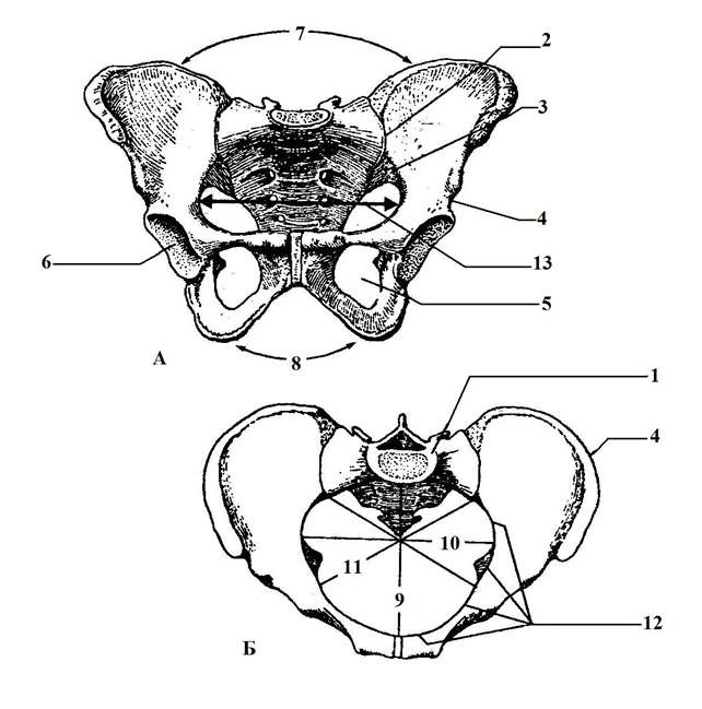 Схема строения женского таза