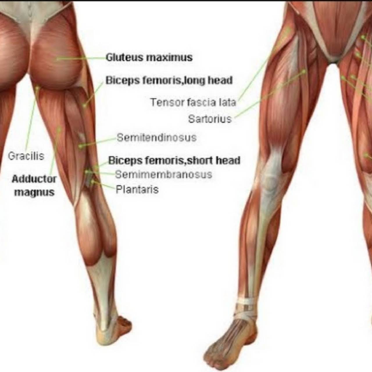 Что значит ляшки. Задняя поверхность бедра Анат. Мышцы ног. Бедренные мышцы ног.