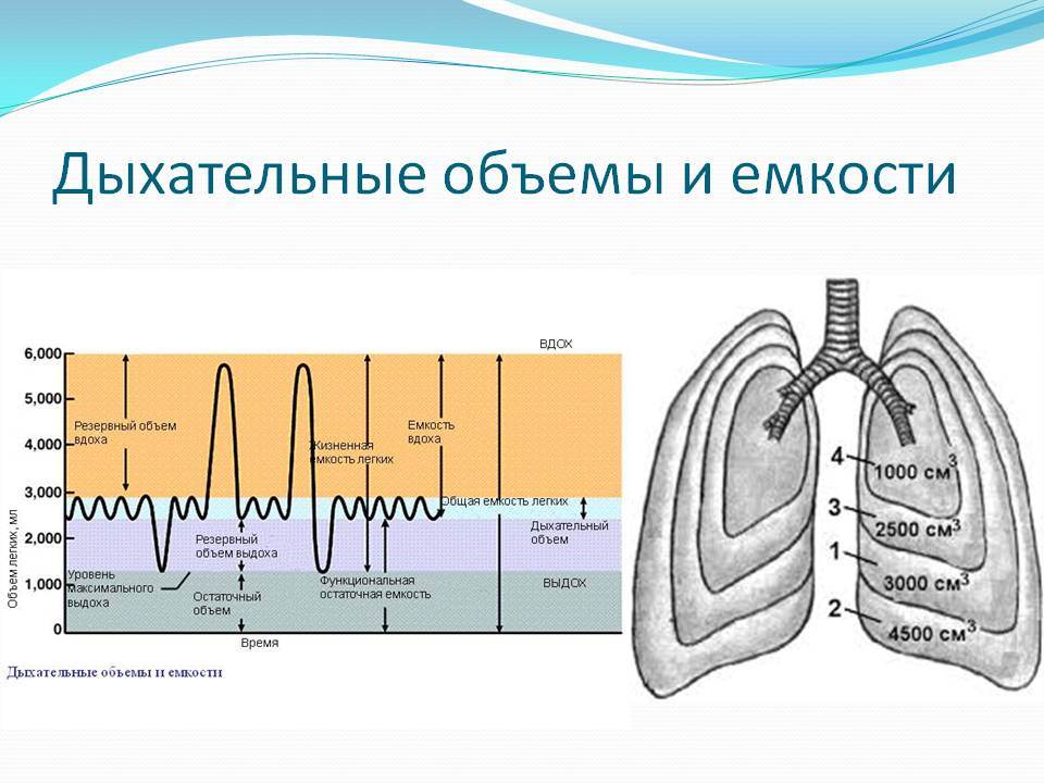 Дыхательные объемы картинка