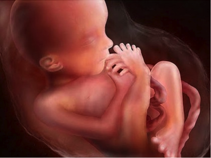 Как выглядит ребенок в 20 недель беременности фото недель