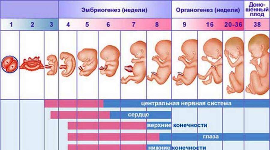 10 недель это сколько в месяцах: Раскрываем временные секреты