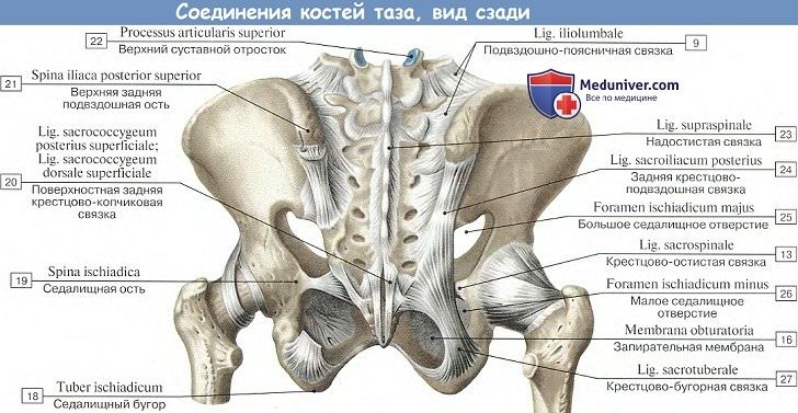 Подвздошная кость где находится у женщины картинки