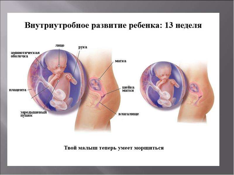 Новосибирск 14 недели. 14 Недель размер ребенка. Размер ребенка на 14 неделе беременности. Пол ребёнка на 14 неделе беременности.