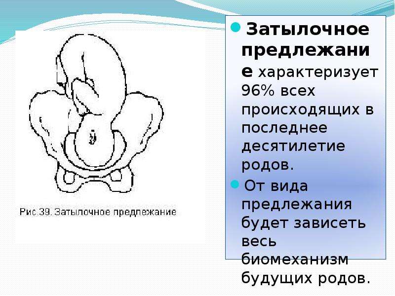 Биомеханизм родов при переднем виде затылочного предлежания презентация