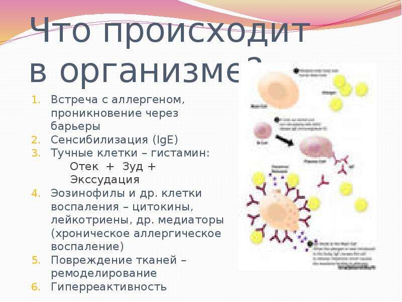 Аллергия сколько. Вывод аллергенов из организма. Основные цитокины участвующие в воспалительных процессах. Таблетки для выведения аллергенов из организма. Вывод из организма аллергенов у ребенка.