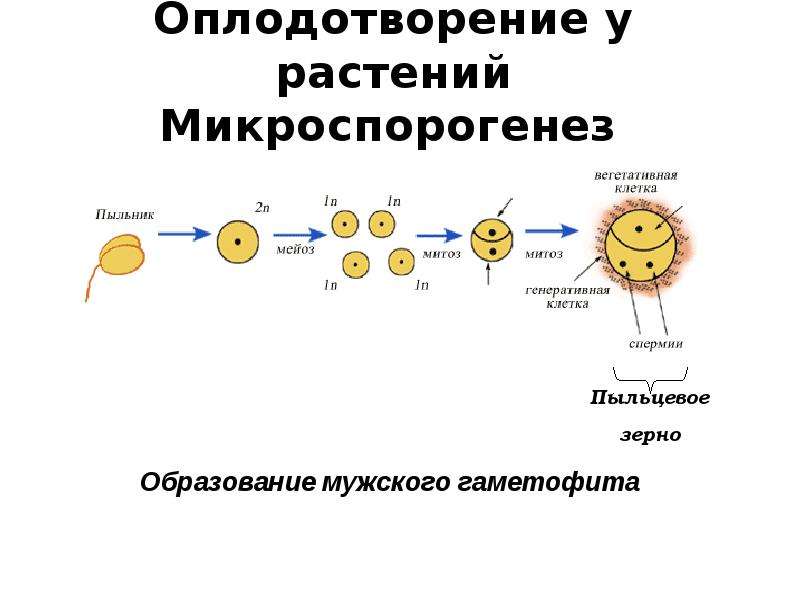 Наружное оплодотворение. Процесс оплодотворения схема. Оплодотворение у растений микроспорогенез. Микроспорогенез и образование мужского гаметофита у растений. Схема оплодотворения растений кратко.