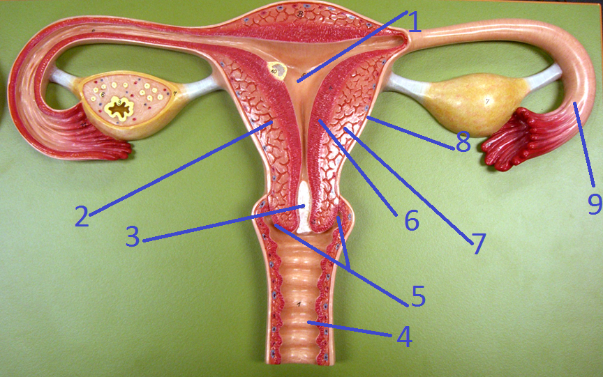 Женская половая система матка. Женский половой орган. Здоровые женские органы. Репродуктивная система женщины. Женские репродуктивные органы.