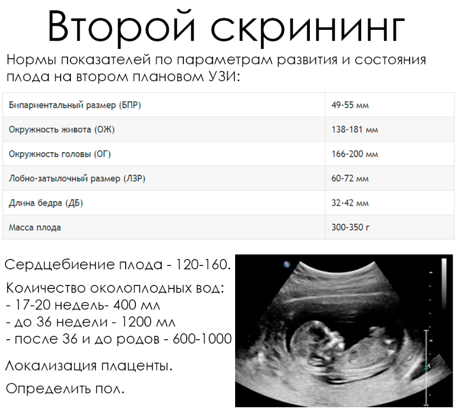 Неделя с 13 ноября 2023. УЗИ 2 скрининг нормы. 2 Скрининг при беременности нормы показателей УЗИ. Скрининг УЗИ при беременности сроки. Первый скрининг при беременности сроки.