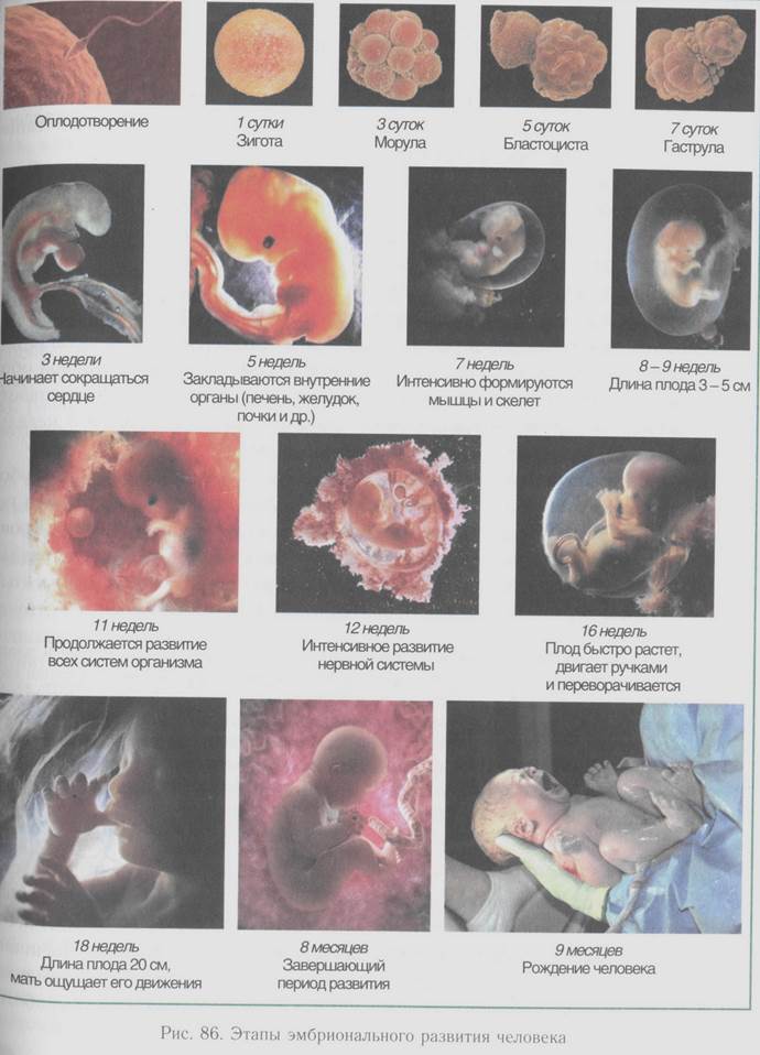 Развитие зародыша человека по неделям в картинках