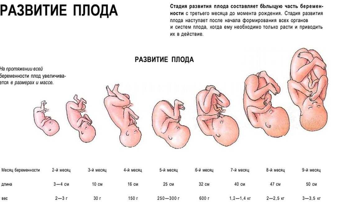 Девятая неделя беременности: как меняется организм и развивается малыш