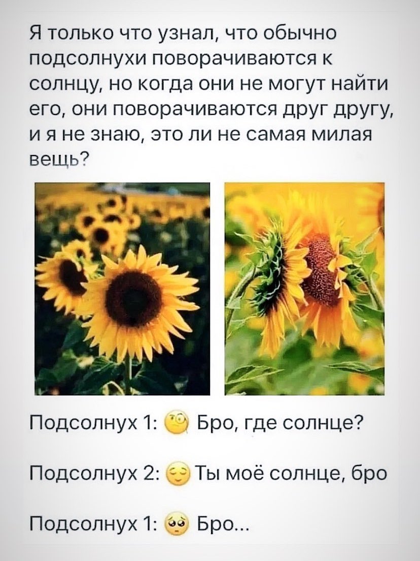 солнечный день подпись