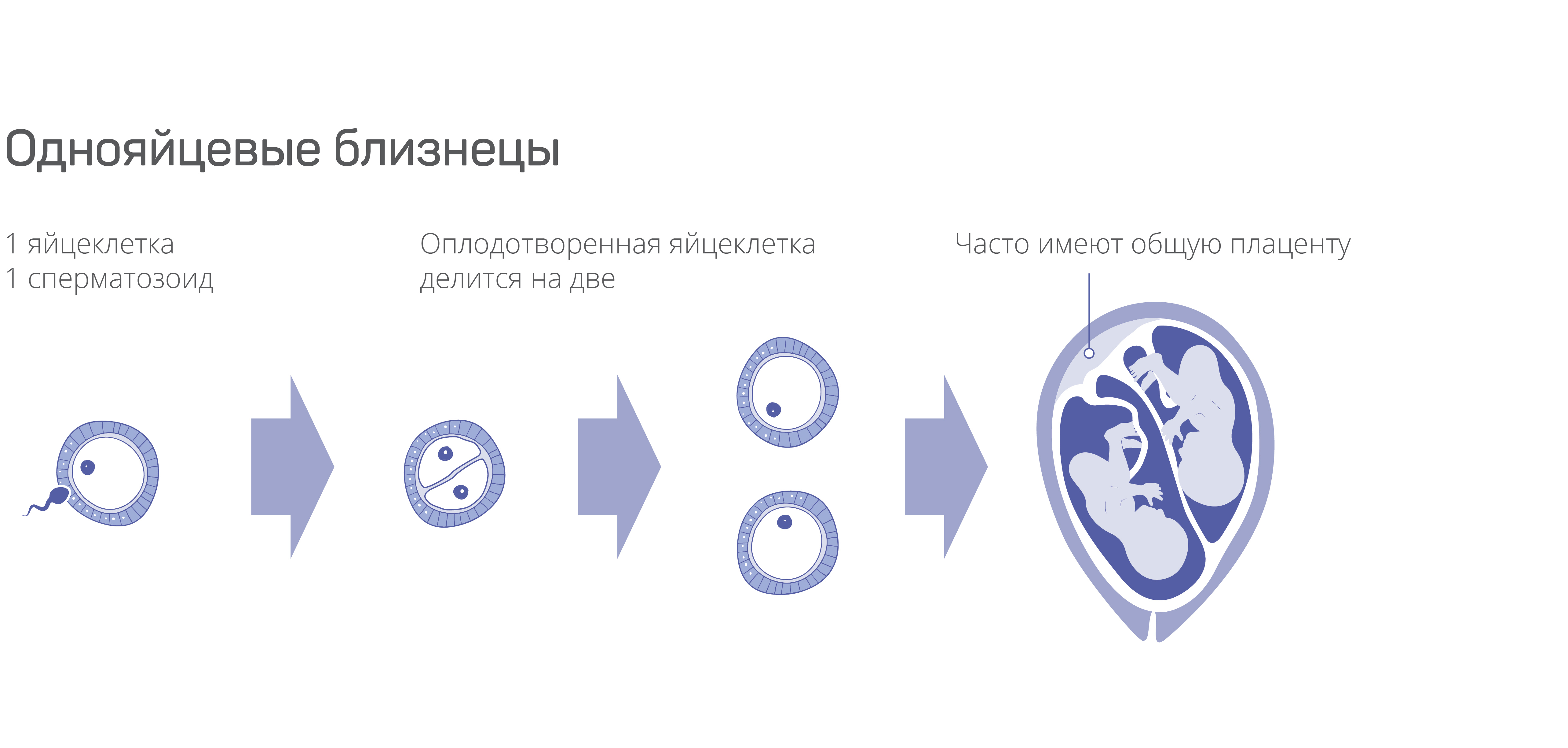 Близнецы на неделю. Однояйцевые Близнецы оплодотворение. Монозиготные Близнецы схема образования. Схема образования однояйцевых и разнояйцевых близнецов. Однояйцевые двойни образуются при оплодотворении.