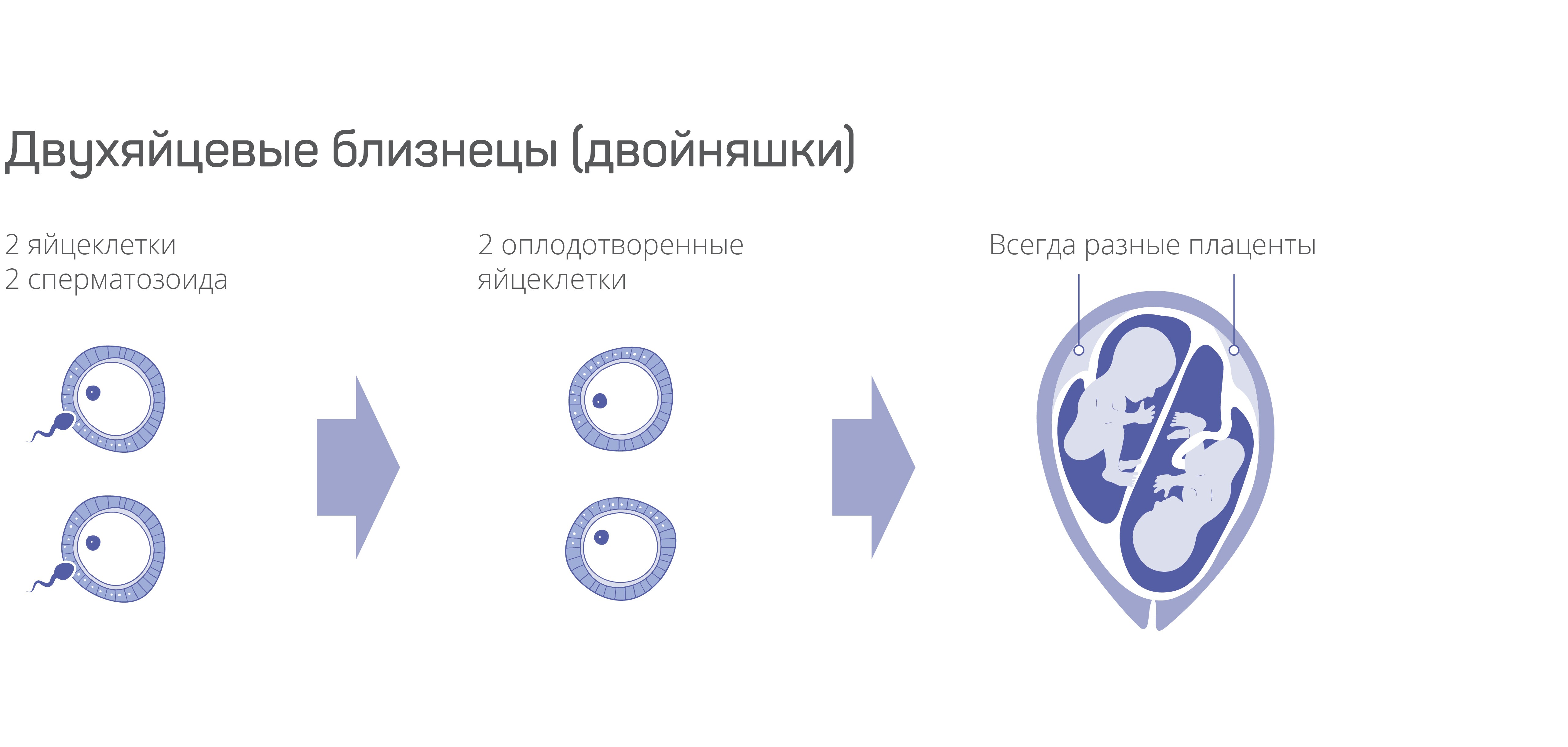 Как забеременеть двойней естественным путем: Секреты успешного зачатия