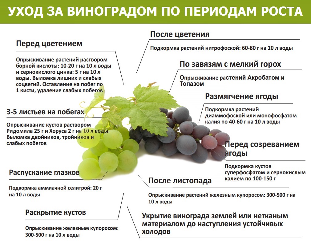 Что надо винограду. Подкормка винограда весной схема. Схема внесения удобрений для винограда. Схема листовых подкормок винограда. Таблица Минеральных удобрений для винограда.