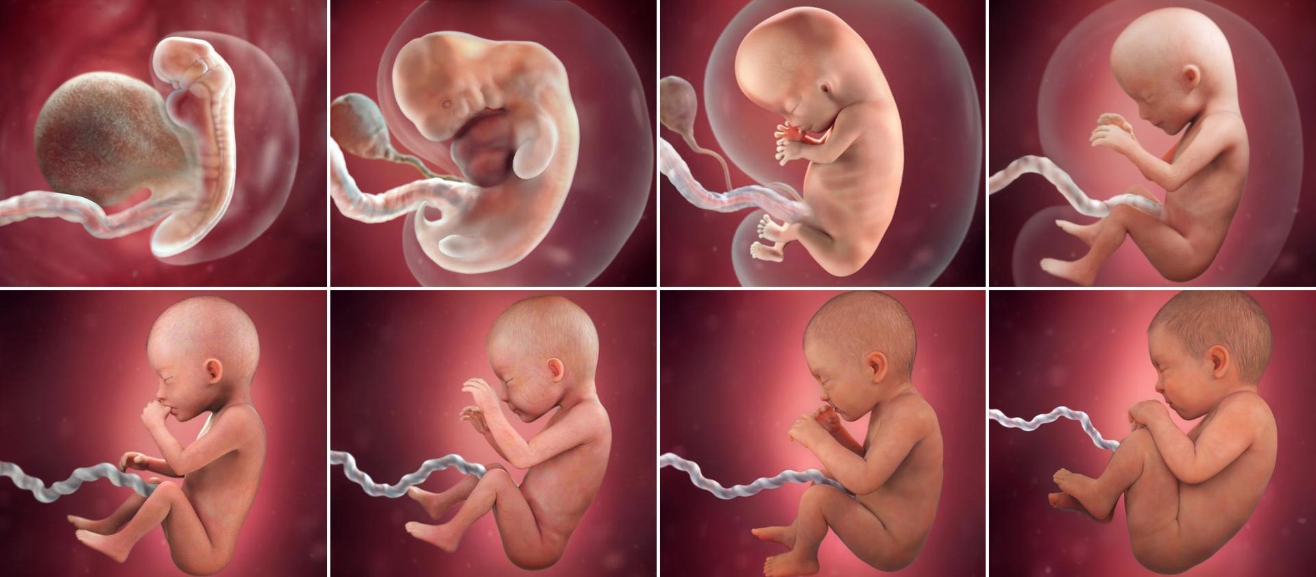 Embrion dia 3 calidad b