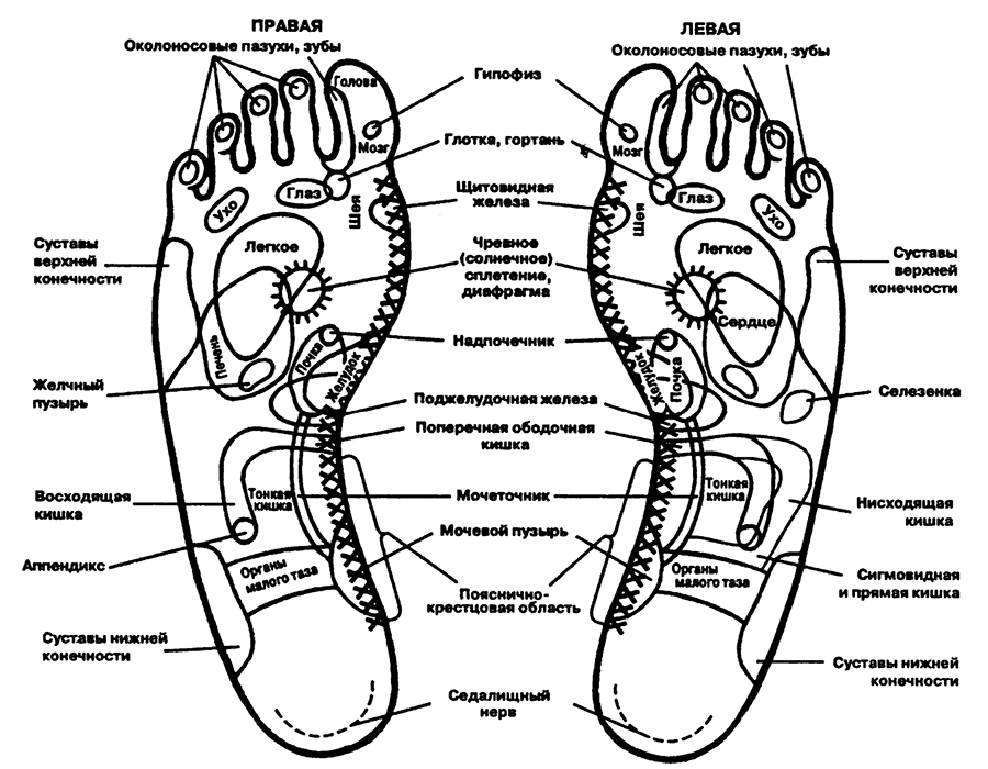 Рефлекторный массаж. Сегментарно-рефлекторный массаж. Проекция органов на ступне. Массаж рефлекторных зон. Сегментарный массаж схема.