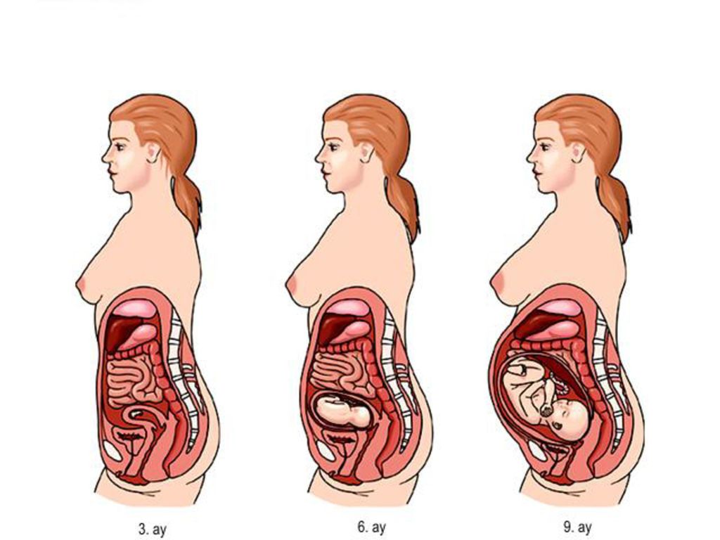 Органы беременной женщины расположение в картинках