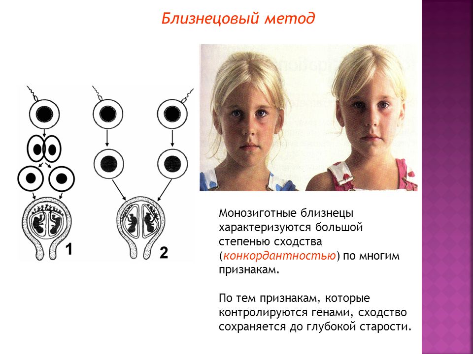 Близнецовый метод в генетике человека