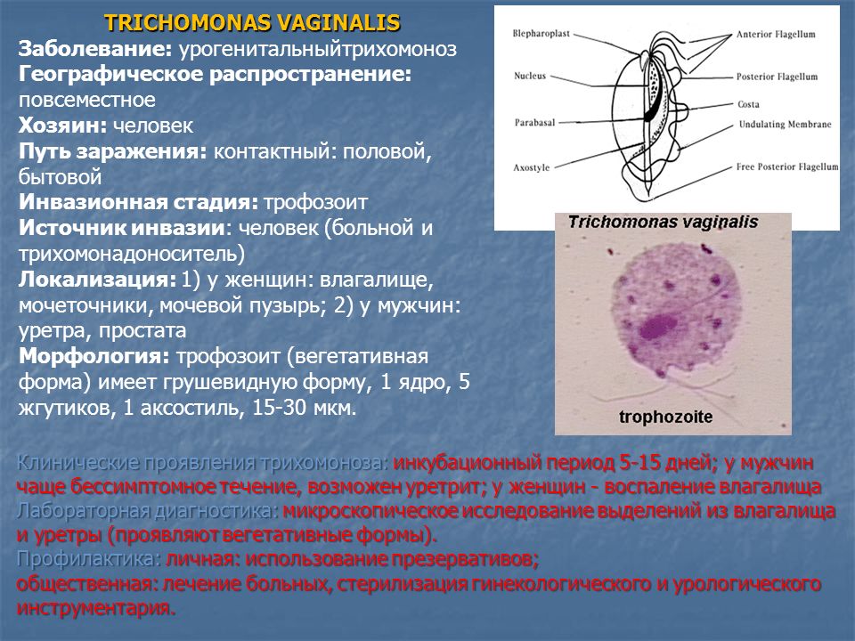 Трихомонада кишечная. Trichomonas vaginālis инвазионная стадия. Инвазионные стадии трихомоноз вагиналис. Путь инвазии кишечной трихомонады. Влагалищная трихомонада.