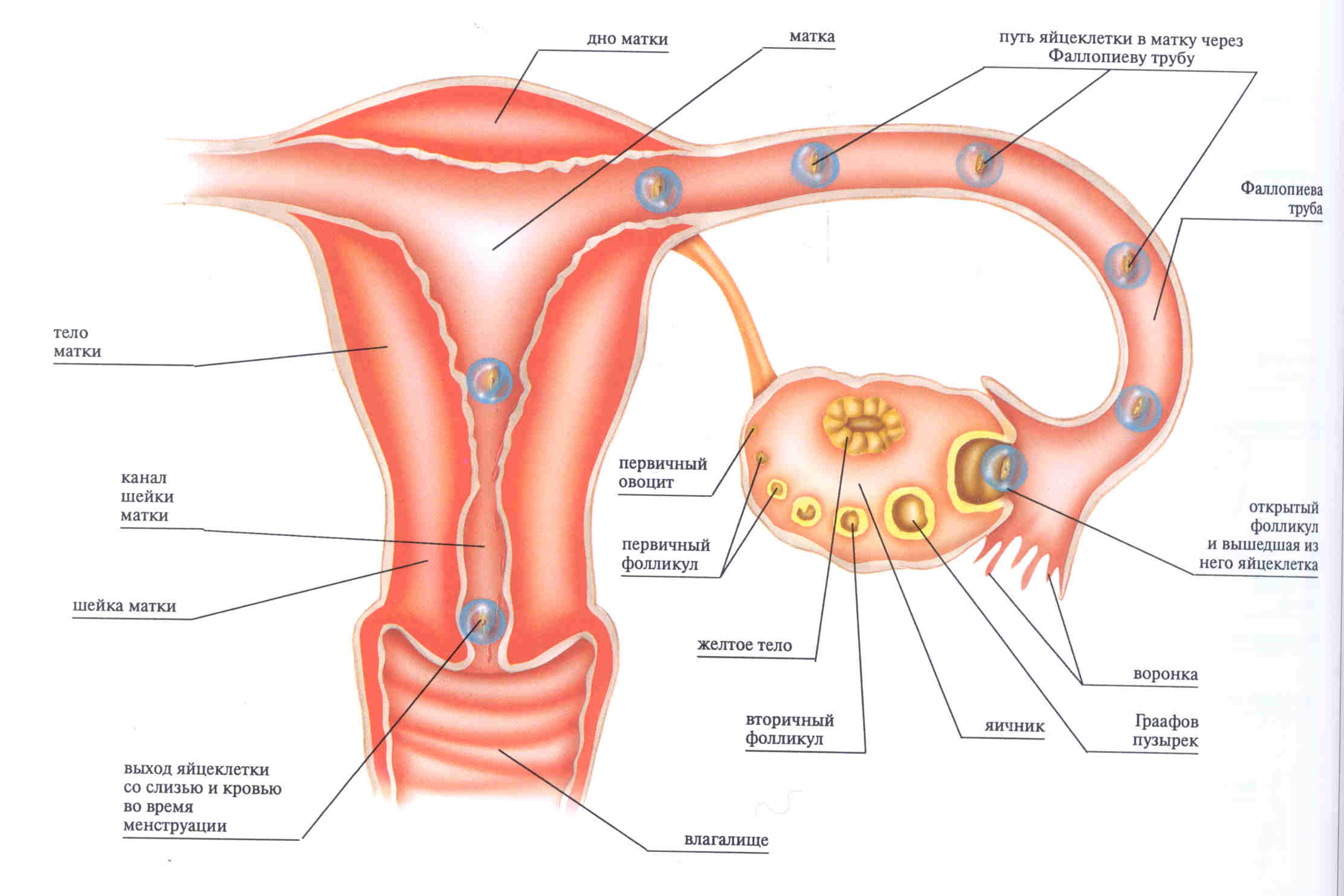попадает ли сперма в матку при беременности фото 70