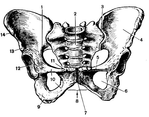 Таз отдел скелета. Женская тазовая кость анатомия. Структура кости таза. Анатомия костей таза Синельников. Тазовая кость вид спереди.