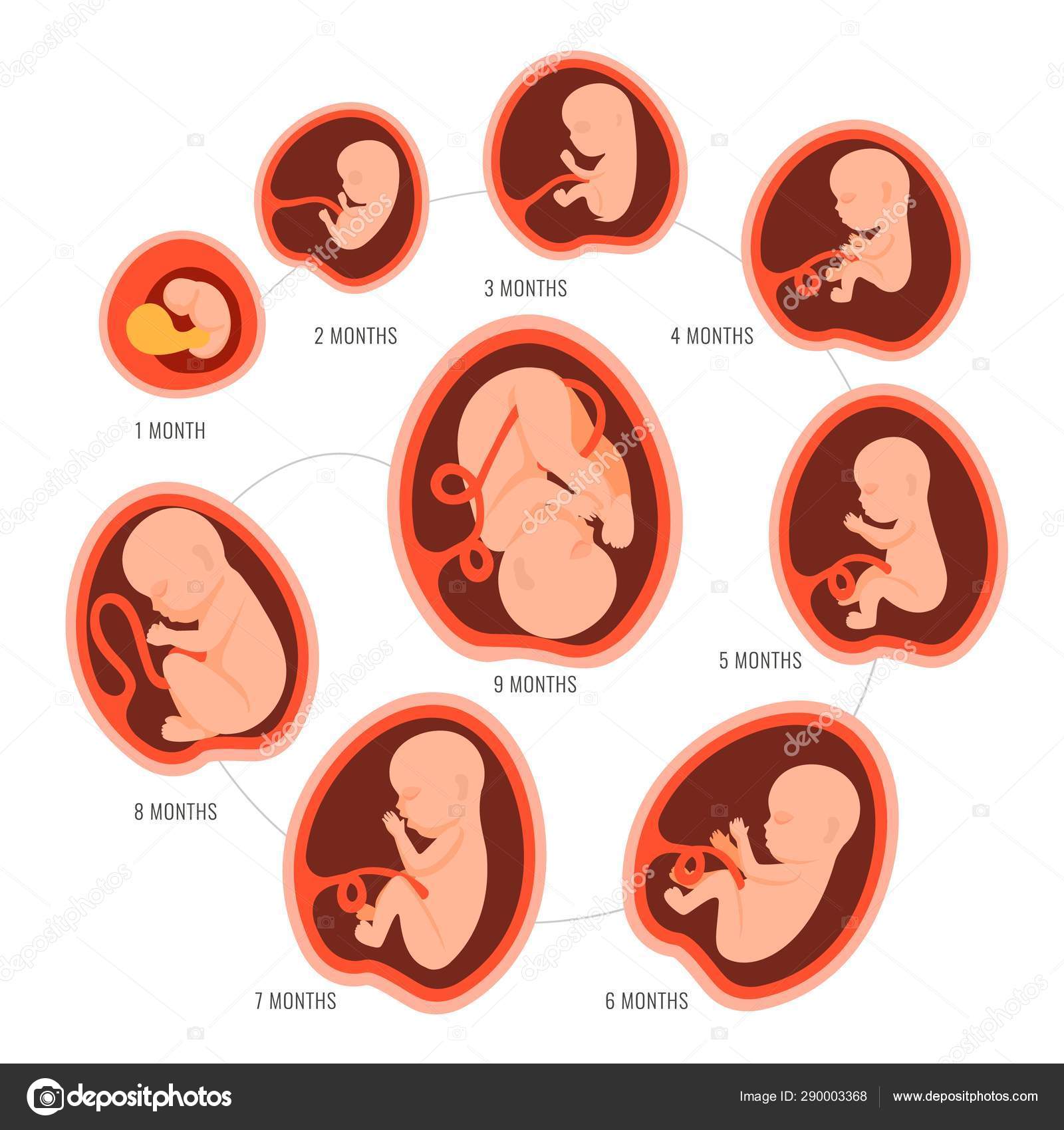 Ребенок в животе 2 неделя. Как выглядит эмбрион человека в 3 месяца. Зародыш ребенка по месяцам. Развитие ребёнка в утробе матери.
