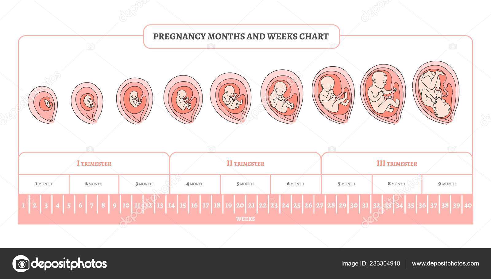 С какой недели беременности начинается третий триместр