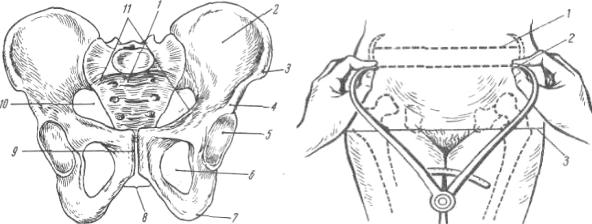 Образование малого таза у женщин
