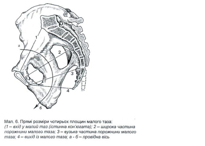 Плоскости таза