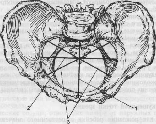 Таз с акушерской точки зрения. Прямой размер входа в малый таз. Верхневнутреннего края лонной дуги. Безымянная линия таза. Верхневнутренний край лонного сочленения.
