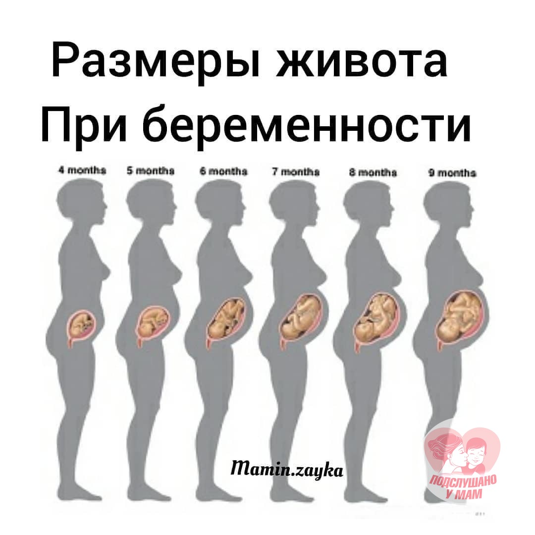 Размер живота беременных
