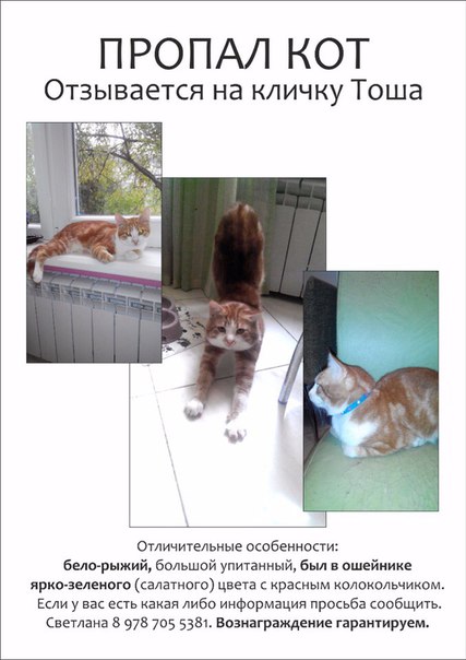 Потерялся кот. Пропала кошка объявления образец. Сон пропавшая кошка. Сон пропавшая кошка. Помощь котикам.