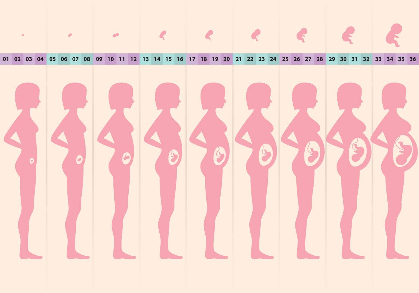 8 недель беременности: это сколько месяцев: Удивительные изменения в организме будущей мамы
