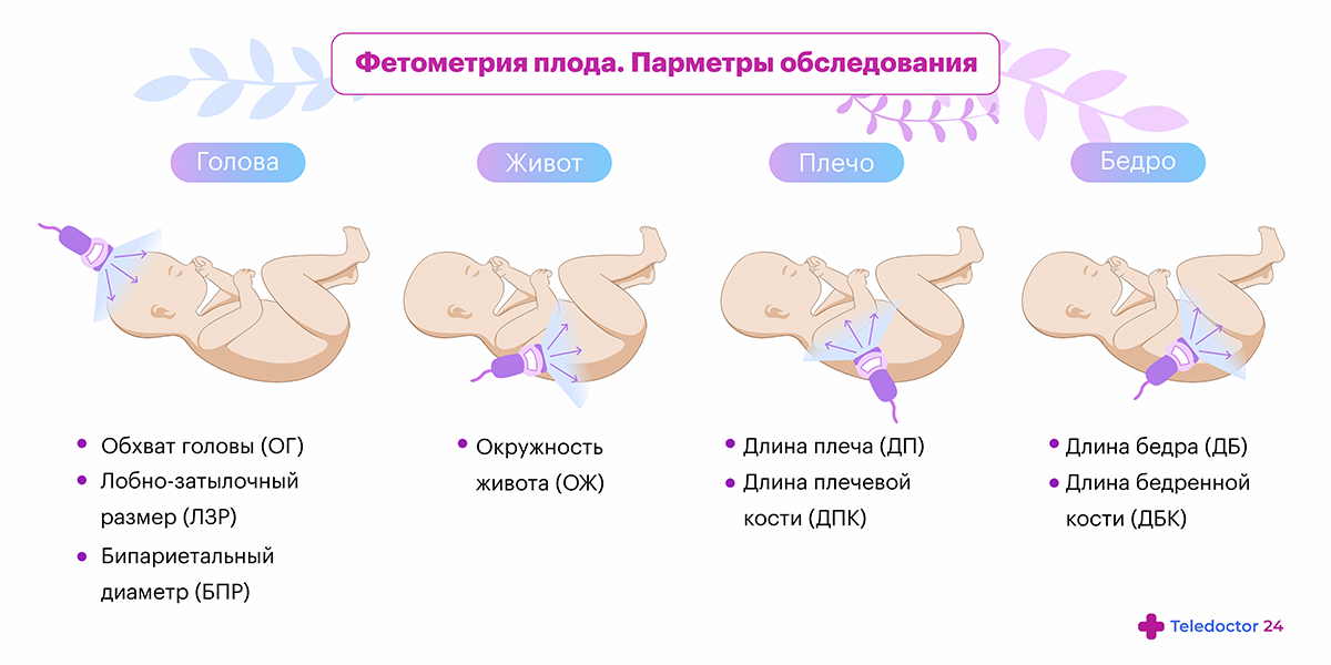 Как измерить срок беременности в неделях и месяцах: Увлекательный путь к рождению