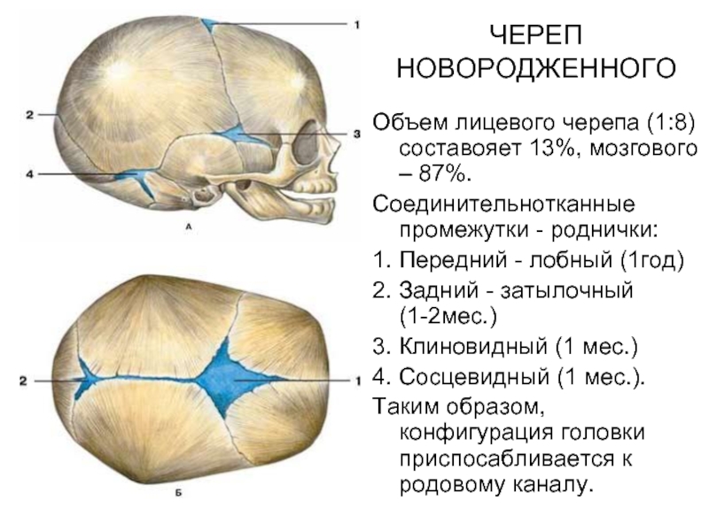 Значение родничков в черепе. Швы и роднички черепа анатомия. Роднички новорожденного анатомия черепа. Сосцевидный Родничок черепа. Строение родничков черепа новорожденного.
