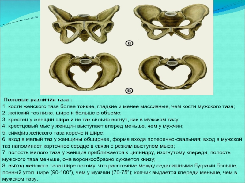 Размеры женского таза презентация