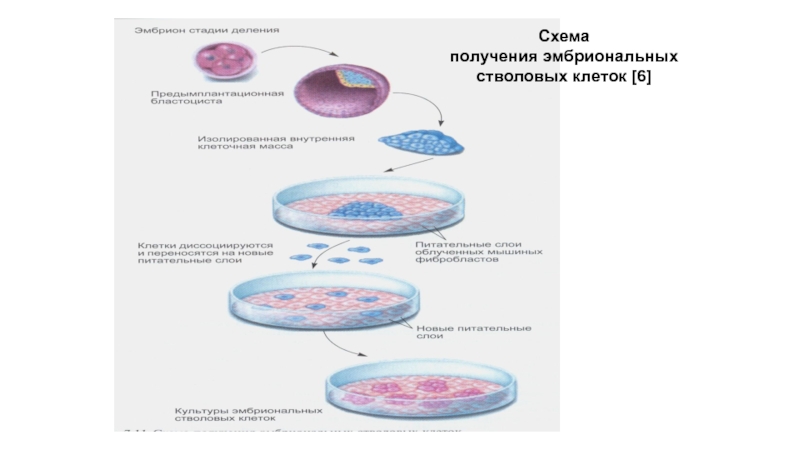 Эмбриональные стволовые клетки. Схема стволовых клеток. Получение стволовых клеток. Эмбриональные клетки. Эмбриональных стволовых клеток.