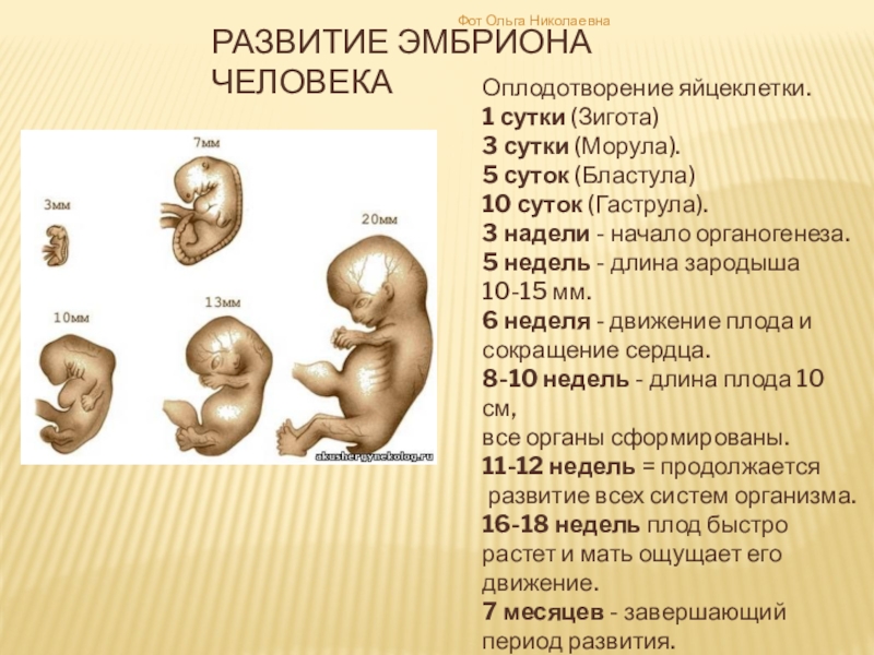 На рисунке изображен этап эмбрионального развития млекопитающего определите