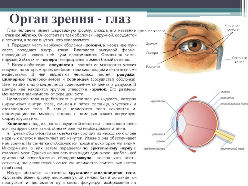 Роль органов зрения