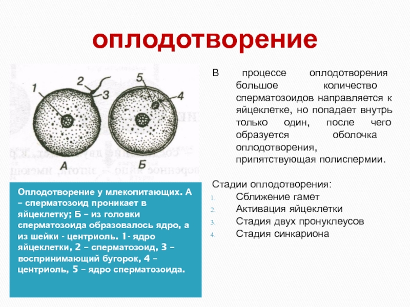 Яйцеклетка образуется в результате. Оплодотворение у млекопитающих. Процесс оплодотворения у млекопитающих. Оплодотворение яйцеклетки. Яйцеклетка образуется из.