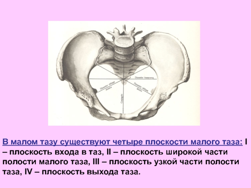 Рисунки малого таза