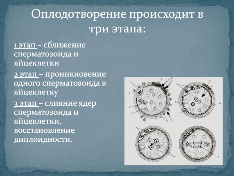 3 оплодотворение происходит. Физиология оплодотворения. Процесс оплодотворения происходит в. Периоды оплодотворения. Этапы оплодотворения сближение.