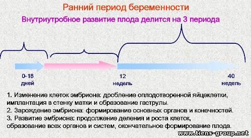 Важный период. Периоды беременности. Ранний этап беременности. Ранний период. Этапы зарождения беременности.