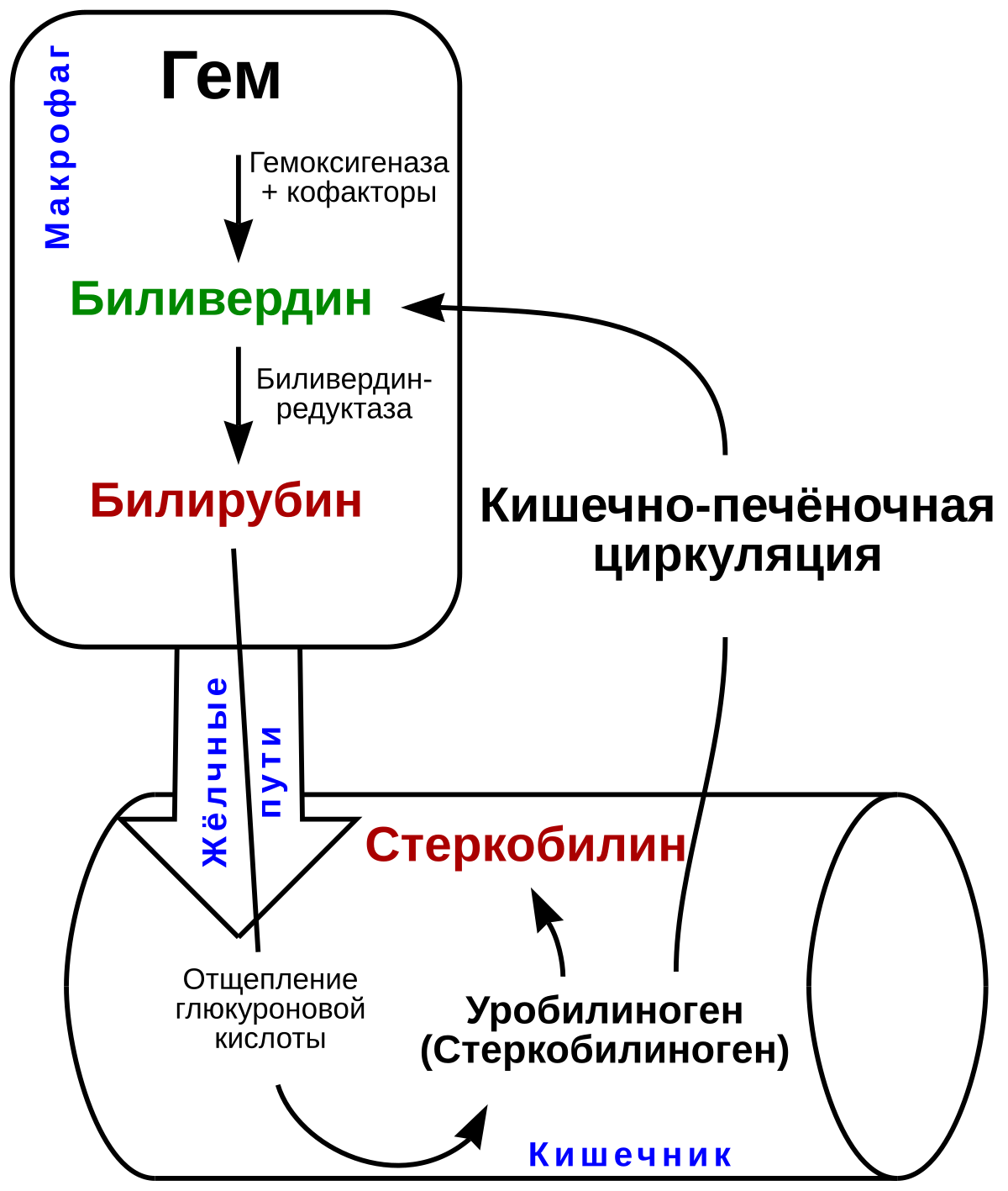 стеркобилин в кале норма. методы определения кала на стеркобилин. схема превращения билирубина в организме. схема этапов метаболизма билирубина. билирубин и биливердин.